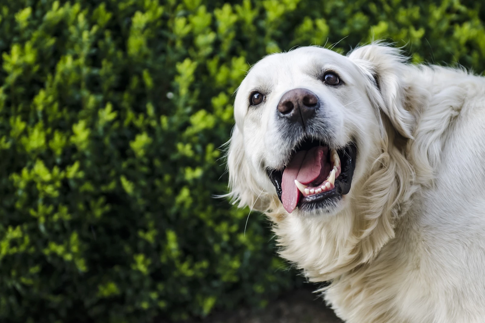 should-you-allow-dogs-at-your-holiday-home.jpg
