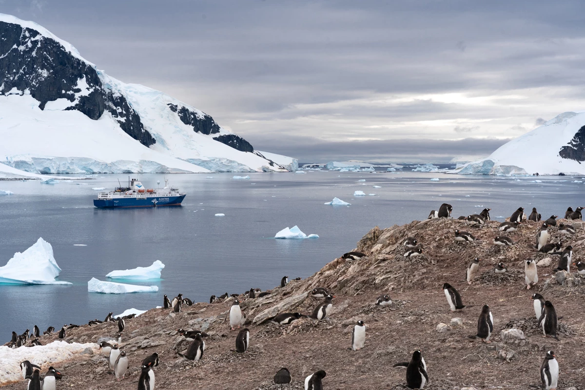 Snowy mountains surrounding a bay littered with small icebergs and penguins on a hill side as a large ship passes