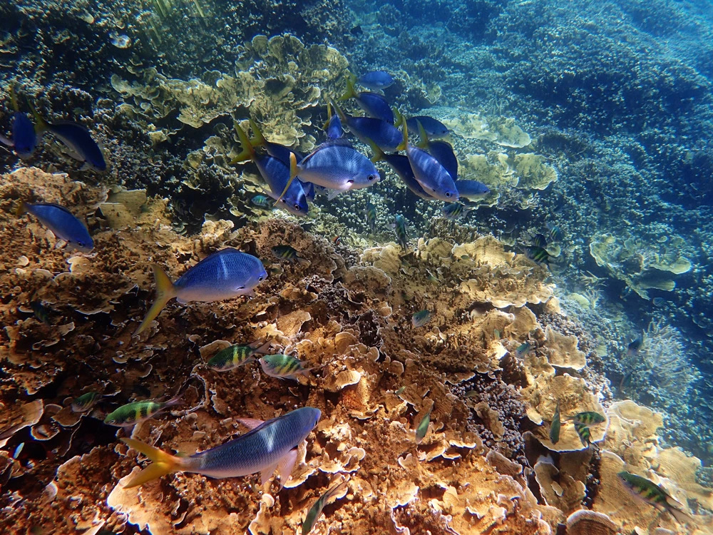 Exotic fish swimming next to coral on the Great Barrier Reef