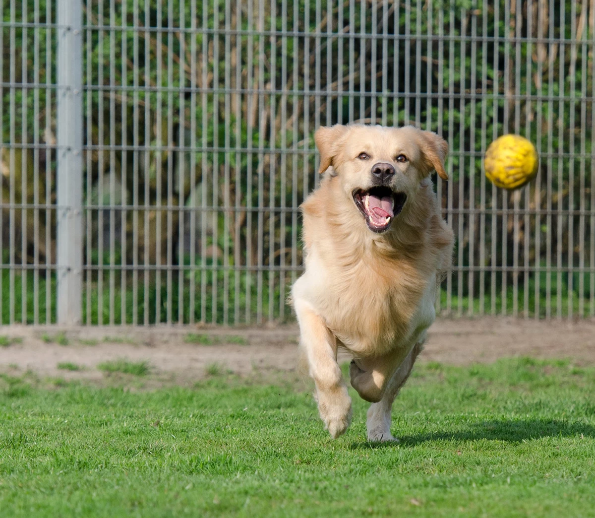 A dog chasing a ball in a fenced grassy area