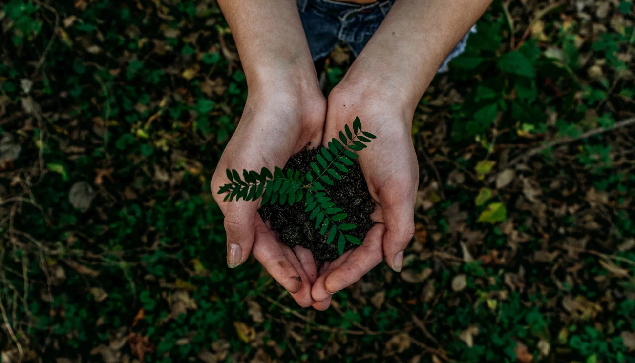 A person holding a tree sapling in their hands representing sustainability 