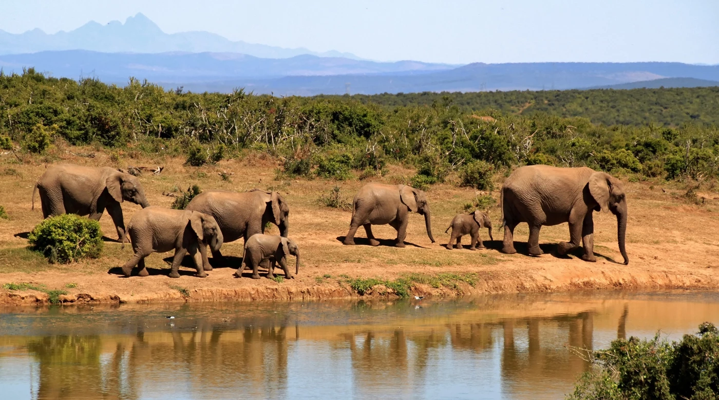 A group of elephants walking next to a river in Africa