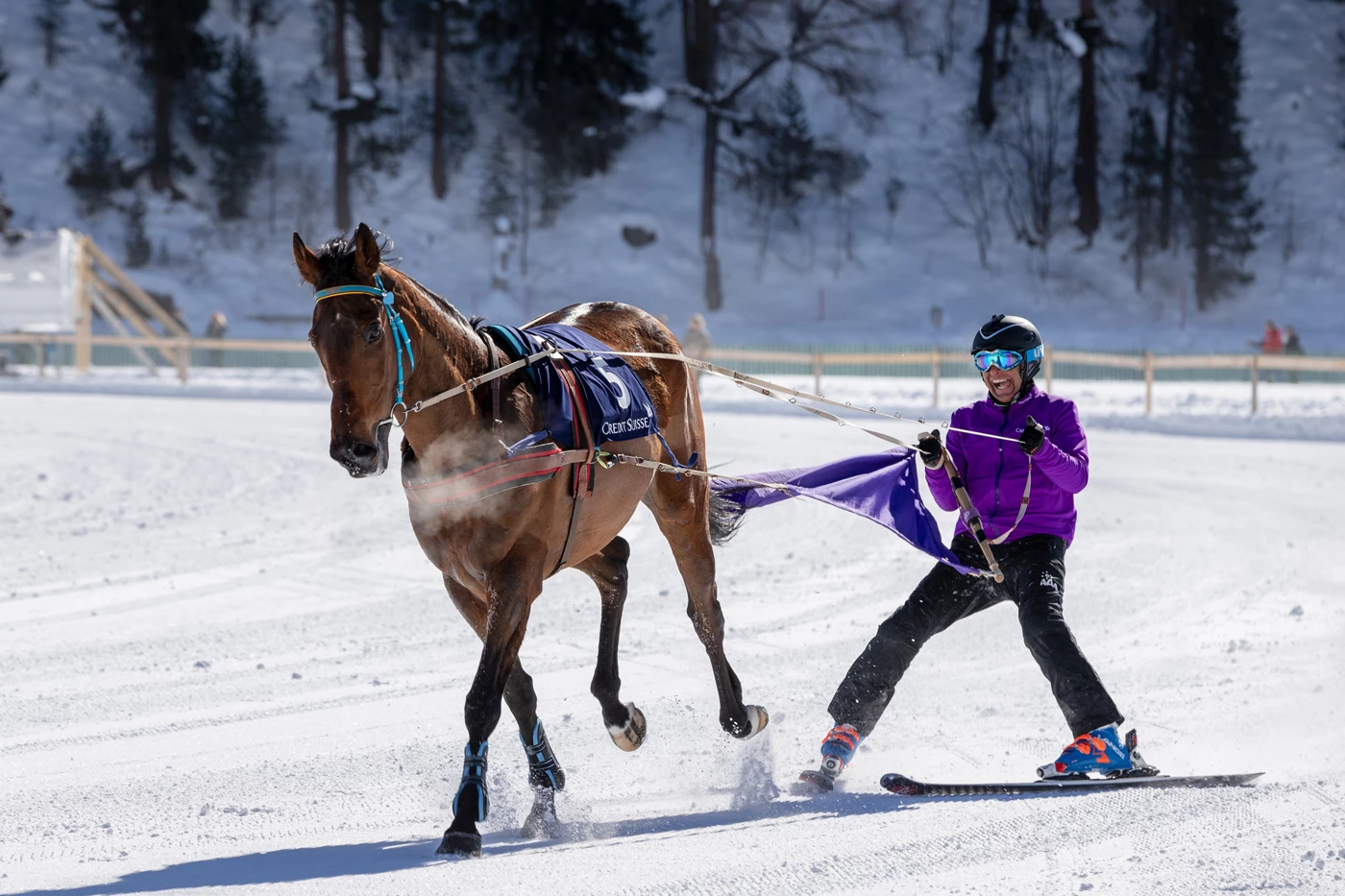 A person on skis being pulled by a horse through the snow