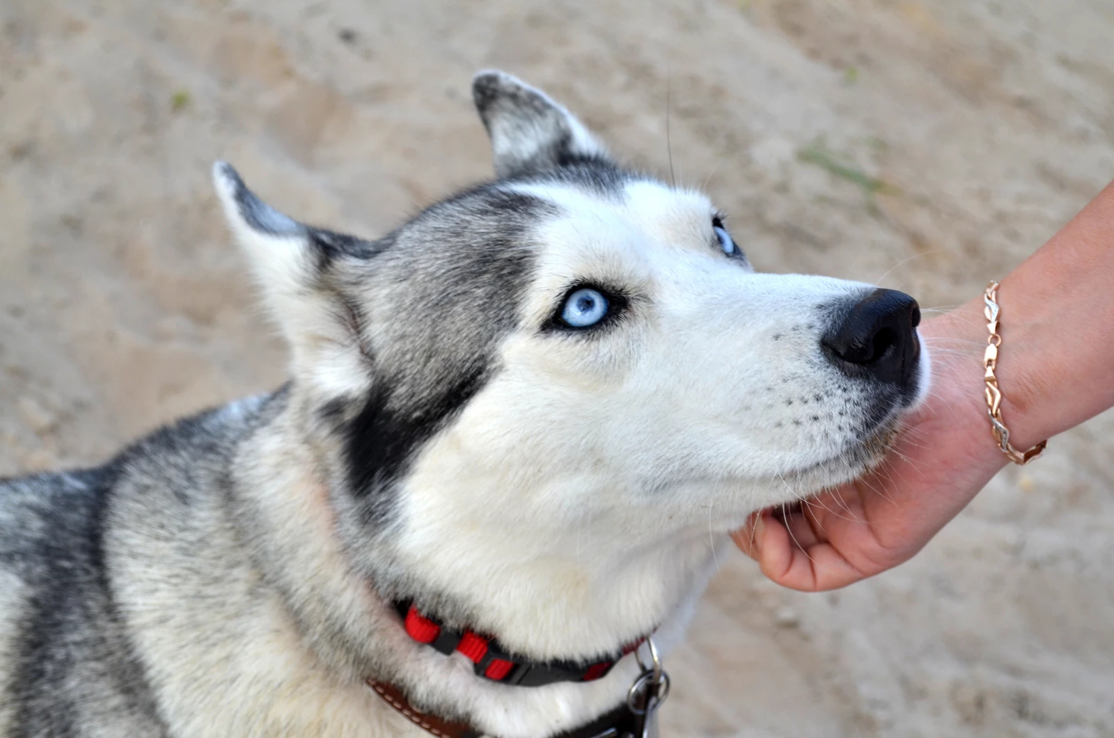 A person stroking the chin of a Siberian husky